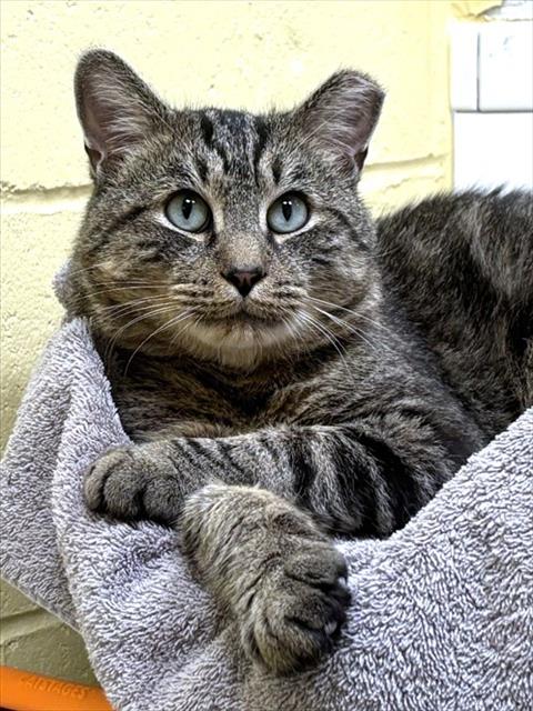 CHARLES, an adoptable Domestic Short Hair in Dedham, MA
