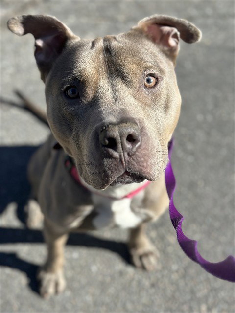 LUTHER, an adoptable American Staffordshire Terrier in Dedham, MA