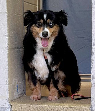 SECRET, an adoptable Australian Shepherd in Dedham, MA
