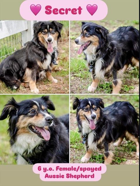 SECRET, an adoptable Australian Shepherd in Dedham, MA
