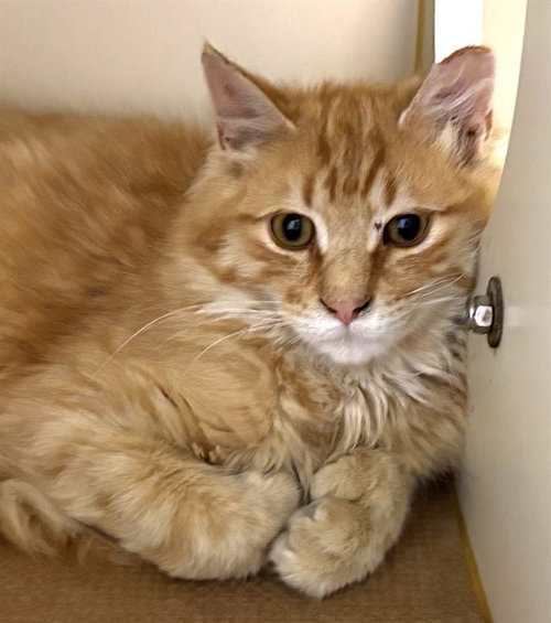 HAWK, an adoptable Domestic Long Hair in Dedham, MA