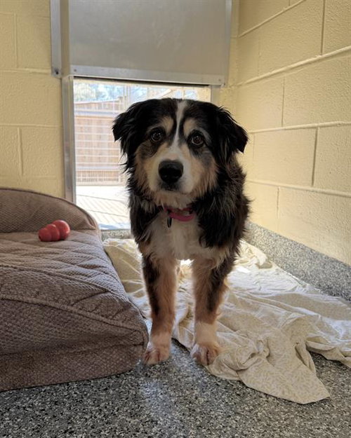 SHATZI, an adoptable Australian Shepherd in Dedham, MA