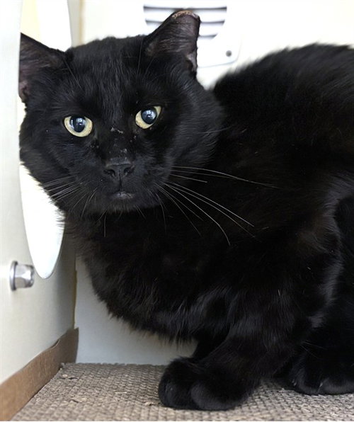 ELVIS, Adult Domestic Short Hair (medium coat), cat for adoption in Taunton, Massachusetts