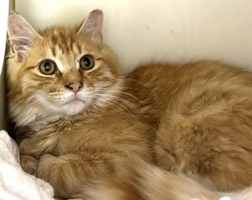 HAWK, Young Domestic Long Hair (medium coat), cat for adoption in Taunton, Massachusetts