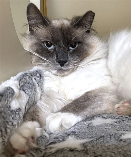 PRINCE, Adult Domestic Long Hair (medium coat), cat for adoption in Taunton, Massachusetts