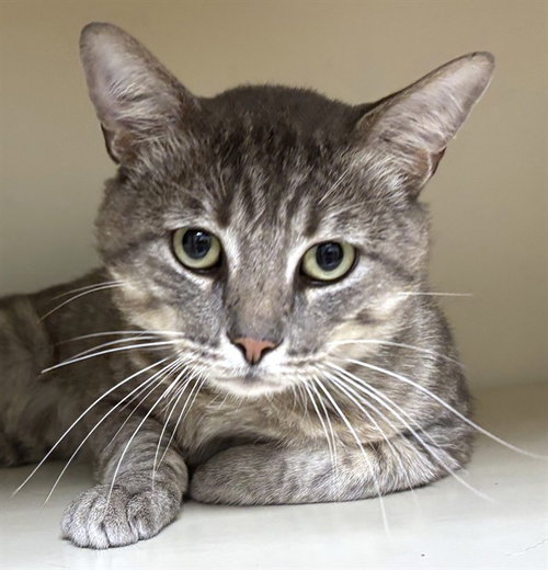 CHAD, Adult Domestic Short Hair (medium coat), cat for adoption in Taunton, Massachusetts