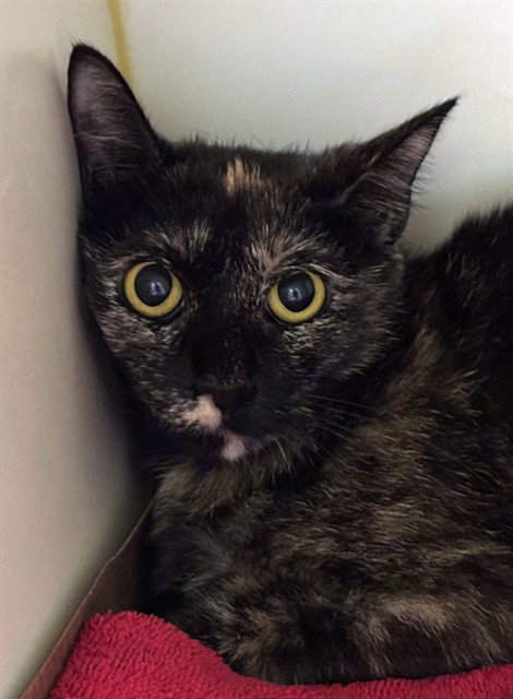 HICKORY, Young Domestic Short Hair (medium coat), cat for adoption in Taunton, Massachusetts