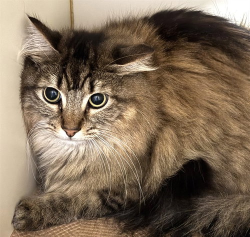LEON, Adult Domestic Long Hair (medium coat), cat for adoption in Taunton, Massachusetts