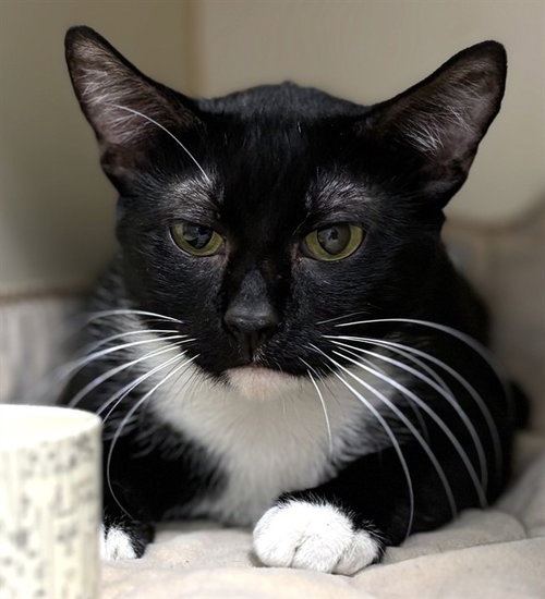 TRINITY, Adult Domestic Short Hair (medium coat), cat for adoption in Taunton, Massachusetts