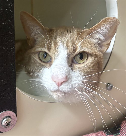 BUTTERS, Adult Domestic Short Hair (medium coat), cat for adoption in Taunton, Massachusetts