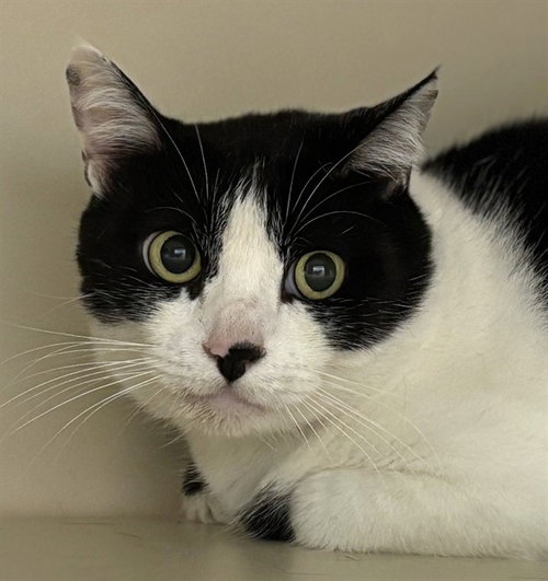 CASSIE, Adult Domestic Short Hair (medium coat), cat for adoption in Taunton, Massachusetts