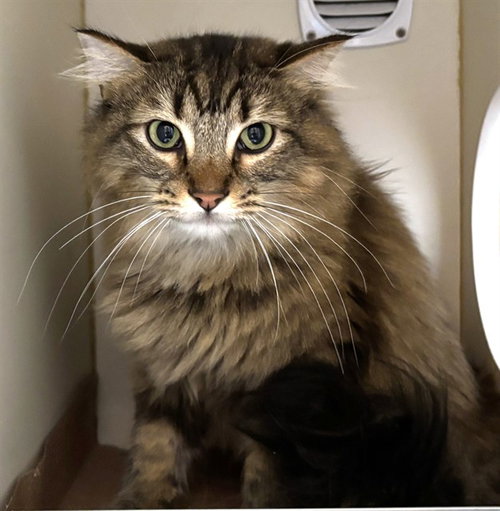 LEON, Adult Domestic Long Hair (medium coat), cat for adoption in Lowell, Massachusetts