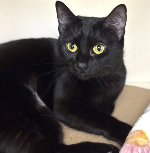 ZOLA, Young Domestic Short Hair (medium coat), cat for adoption in Medford, Massachusetts