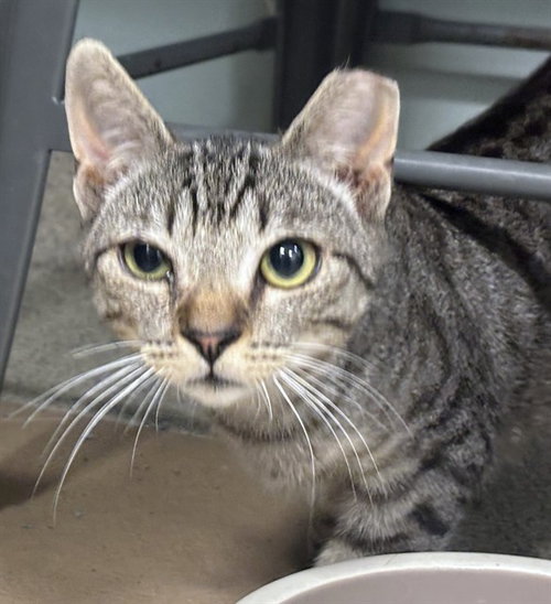 FLUX, Young Domestic Short Hair (medium coat), cat for adoption in Dedham, Massachusetts