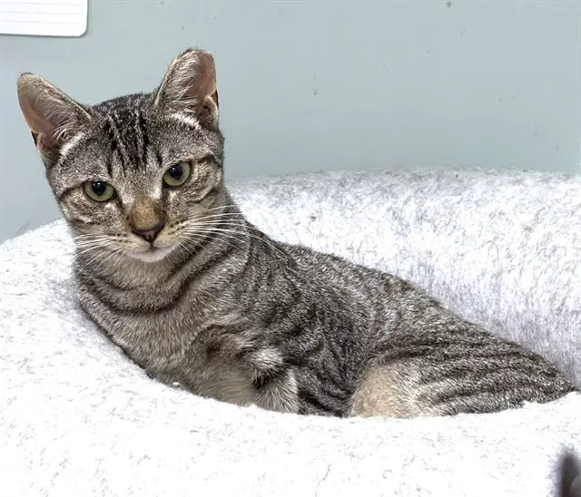 Flux - Domestic Short Hair