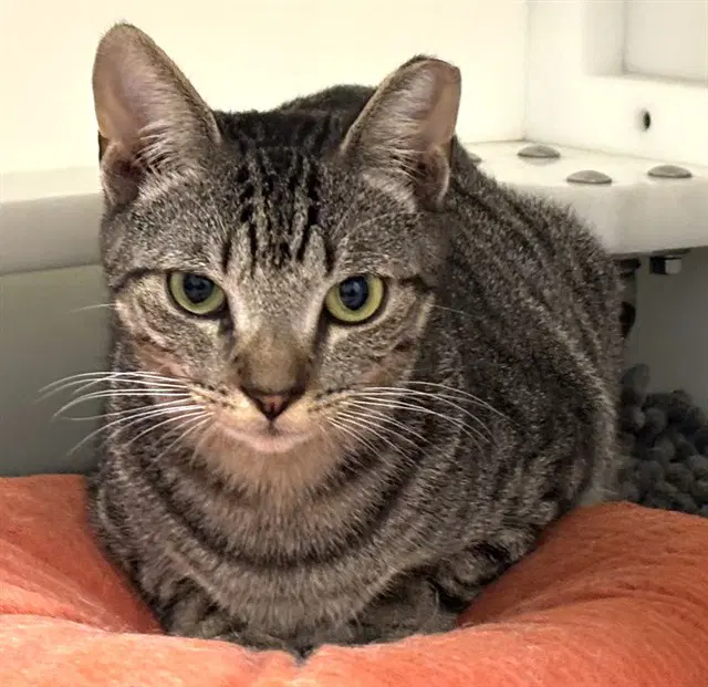 Flux - Domestic Short Hair
