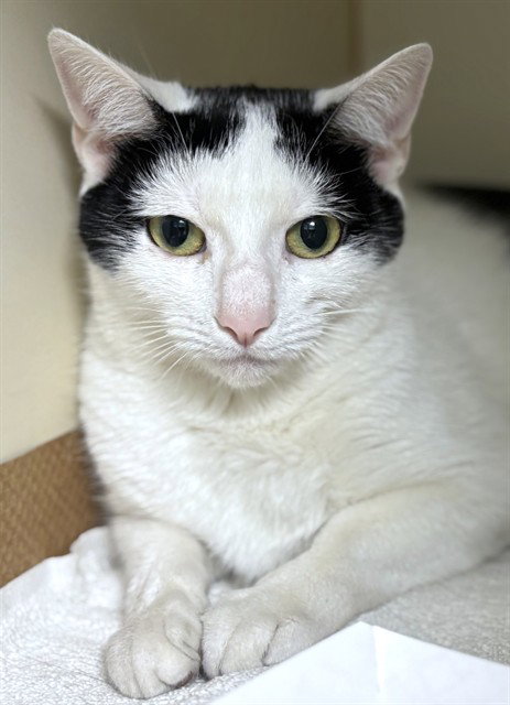 POLKA DOT, Adult Domestic Short Hair (medium coat), cat for adoption in Lowell, Massachusetts
