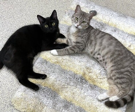 NINA, Young Domestic Short Hair (medium coat), cat for adoption in Dedham, Massachusetts