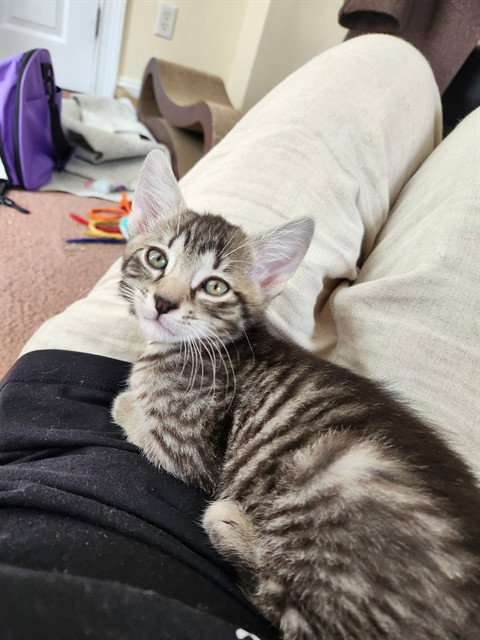 YAKKO