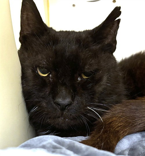 ONYX, Senior Domestic Short Hair (medium coat), cat for adoption in Woonsocket, Rhode Island