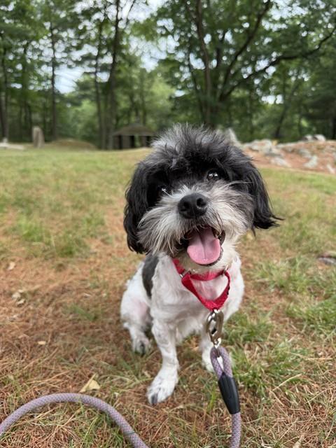 NENE, an adoptable Shih Tzu in Dedham, MA