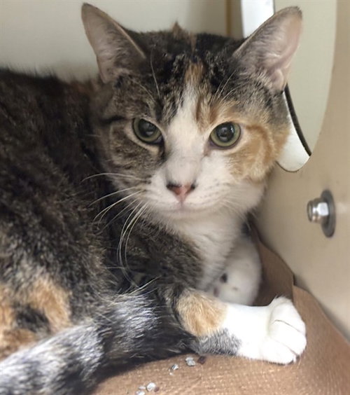 SPRINKLES, Adult Domestic Short Hair (medium coat), cat for adoption in Fall River, Massachusetts