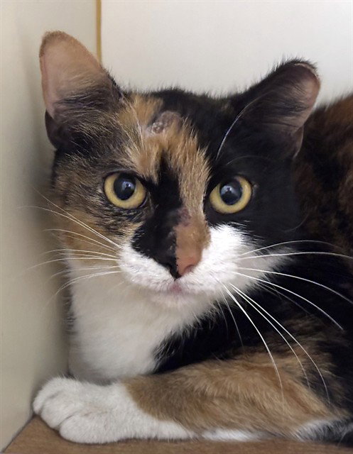 SCHOOL MAMA, Adult Domestic Short Hair (medium coat), cat for adoption in Providence, Rhode Island