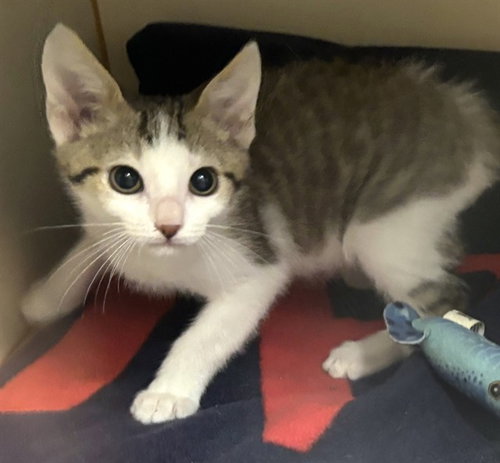 PEP, Baby Domestic Short Hair (medium coat), cat for adoption in Providence, Rhode Island