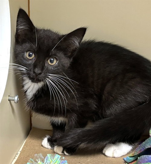 BECKY, Baby Domestic Short Hair (medium coat), cat for adoption in Providence, Rhode Island