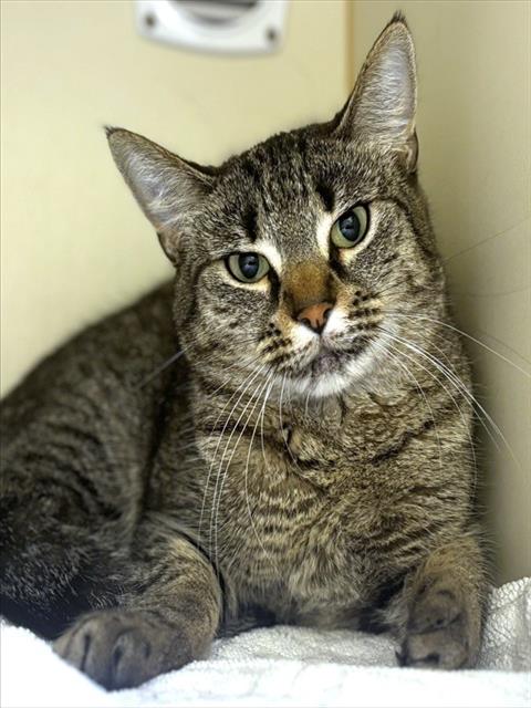 BISCUIT, Young Domestic Short Hair (medium coat), cat for adoption in Providence, Rhode Island