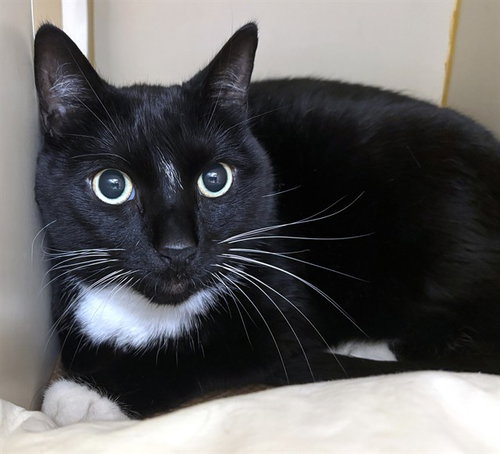 FRISKY - Domestic Short Hair available for adoption