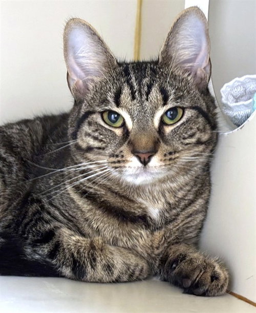 TOPANGA, Young Domestic Short Hair (medium coat), cat for adoption in Nashua, New Hampshire