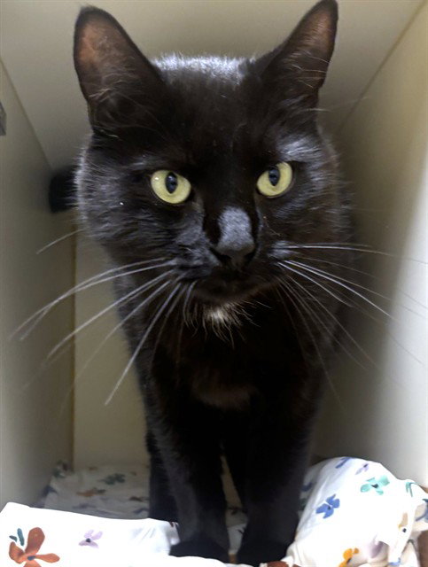 JUNEAU, Adult Domestic Short Hair (medium coat), cat for adoption in Nashua, New Hampshire