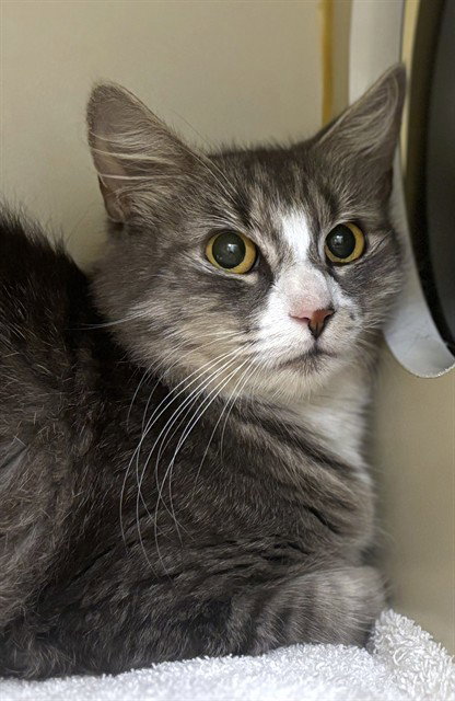 LOLA, Adult Domestic Long Hair (medium coat), cat for adoption in Nashua, New Hampshire