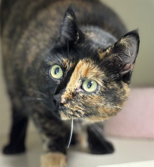 GERTRUDE, Adult Domestic Short Hair (medium coat), cat for adoption in Nashua, New Hampshire