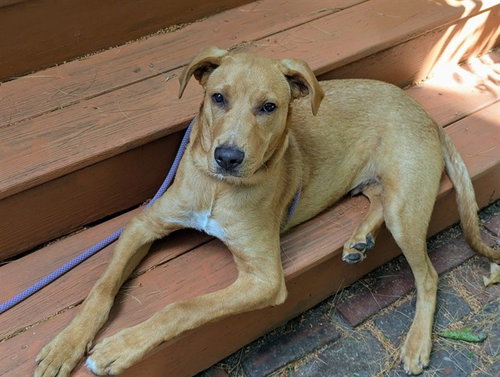 TRISTAN, an adoptable Treeing Walker Coonhound in Dedham, MA