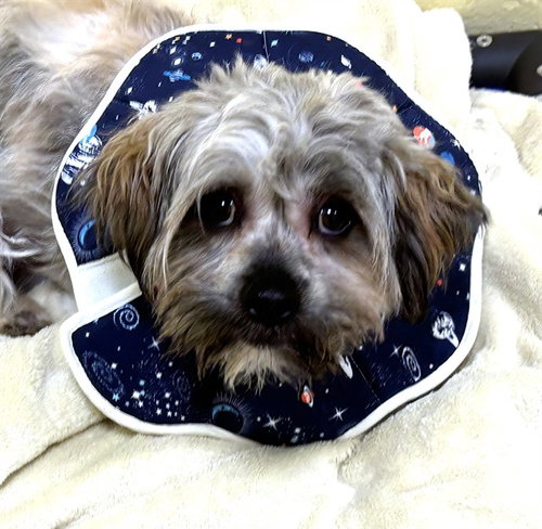 TEDDY, an adoptable Shih Tzu in Dedham, MA