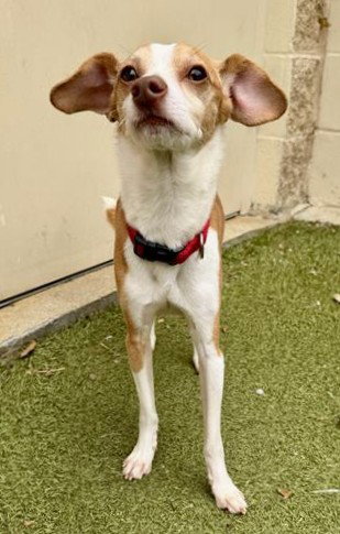 STUART