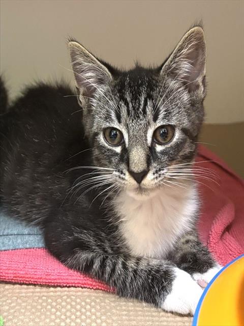 Basil