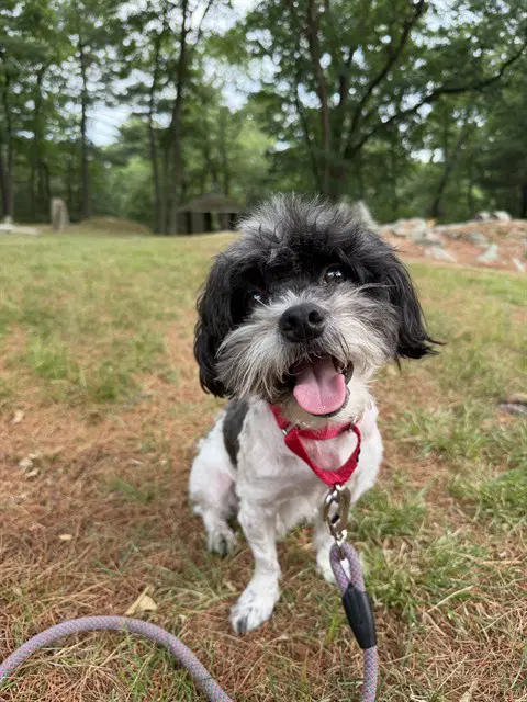 Nene - Shih Tzu