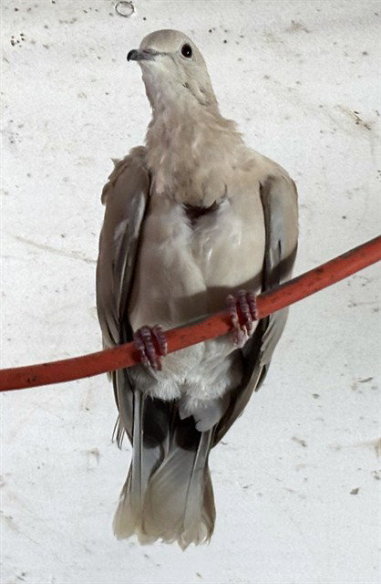 KENNY, a poultry for adoption from Animal Rescue League of Boston - Pine Ridge Animal Shelter