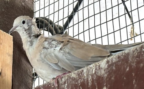 RUBY, a poultry for adoption from Animal Rescue League of Boston - Pine Ridge Animal Shelter