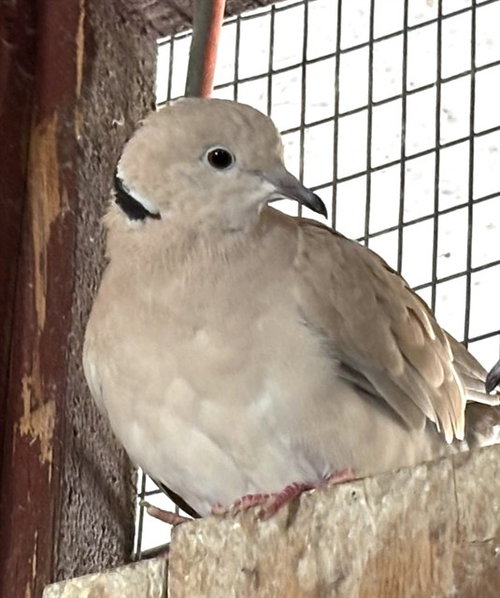CHESTER, a poultry for adoption from Animal Rescue League of Boston - Pine Ridge Animal Shelter