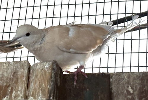 SWEETHEART, a poultry for adoption from Animal Rescue League of Boston - Pine Ridge Animal Shelter