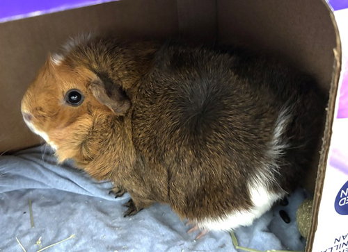 SOPHIE, a guinea pig for adoption from Animal Rescue League of Boston - Pine Ridge Animal Shelter