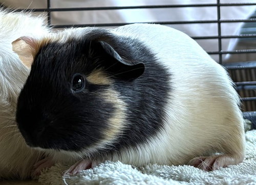 WONTON, a guinea pig for adoption from Animal Rescue League of Boston - Pine Ridge Animal Shelter