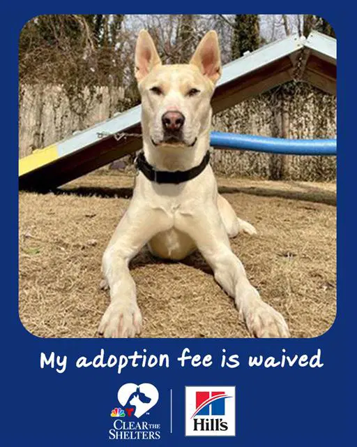 Arlo - Carolina Dog
