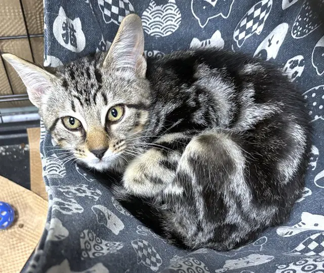 Cyprus - Domestic Short Hair