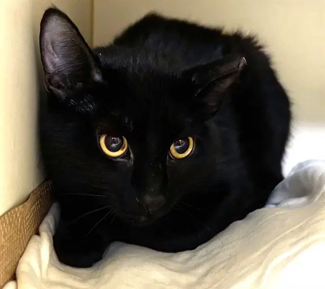 Panther - Domestic Short Hair