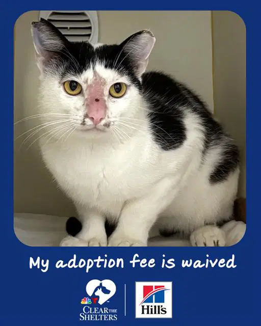 Lark - Domestic Short Hair
